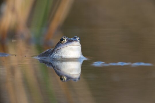 Moor frog (Rana arvalis), Emsland, Lower Saxony, Germany