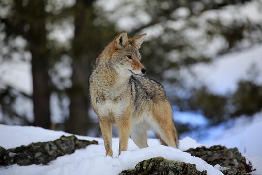 Coyote (Canis latrans), adult, in winter, in snow, on rocks, foraging, captive, Montana, North America, USA