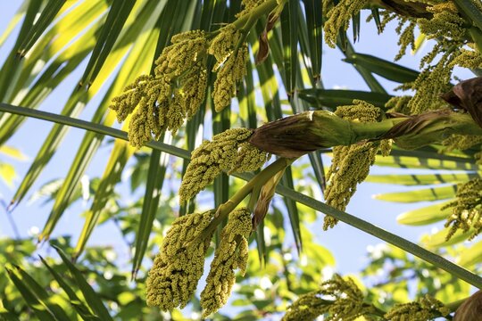 Chusan Palm (Trachycarpus fortunei), flowering, inflorescence, Baden-W&uuml;rttemberg, Germany