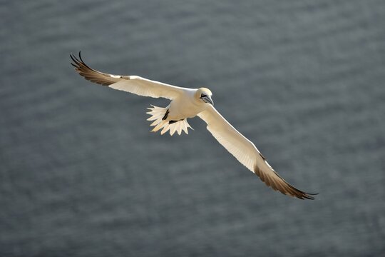 Gannet (Morus bassanus, bassana Sula) landing