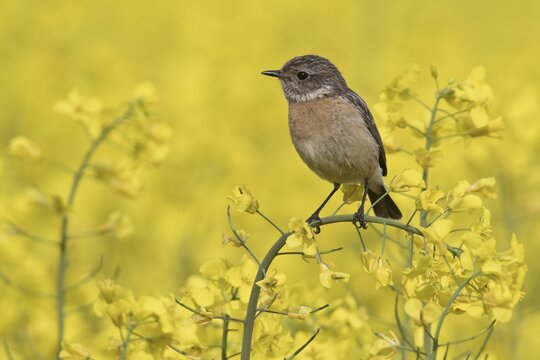 Stonechat (Saxicola rubescens), female in a rape field, Emsland, Lower Saxony, Germany