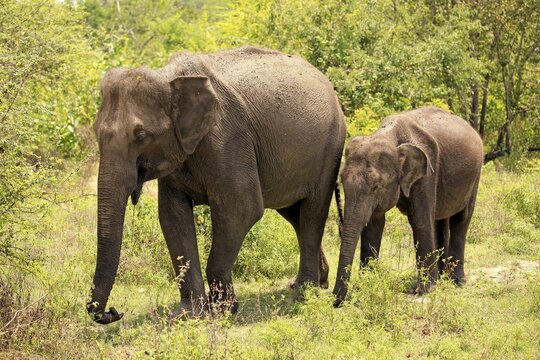 Sri Lankan elephant (Elephas maximus maximus), two siblings, foraging, Udawalawe National Park, Sri Lanka