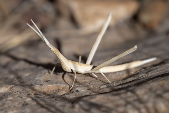Field grasshopper (Acrida turrita), well camouflaged in dry grass, camouflage, Namib-Naukluft Park, Namibia