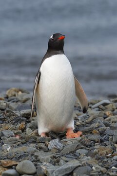 Gentoo penguin (Pygoscelis papua) on a graveled beach, Fortuna Bay, South Georgia, South Georgia and the Sandwich Islands, Antarctica