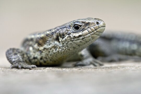 Portrait of a Viviparous lizard (Lacerta vivipara), Hessen, Germany