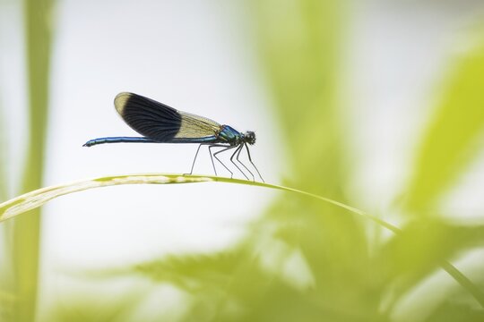 Banded demoiselle (calopteryx splendens) male, sitting on reed leaf, Hesse, Germany