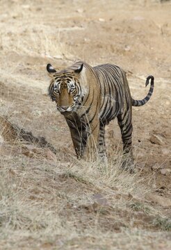 Bengal tiger (Panthera tigris tigris), female, direct look, Ranthambhore National Park, Rajasthan, India