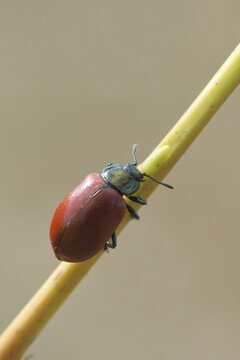 Poplar Leaf Beetle (Melasoma populi), Emsland, Lower Saxony, Germany