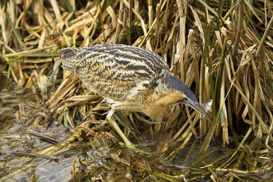 Eurasian bittern (Botaurus stellaris), with fish in beak, Switzerland