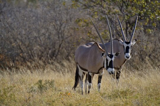 Gemsbok (Oryx gazella), Etosha National Park, Namibia, Africa