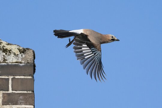 Take-off of a jay (Garrulus glandarius) from a brick wall in front of a clear blue sky, Hesse, Germany