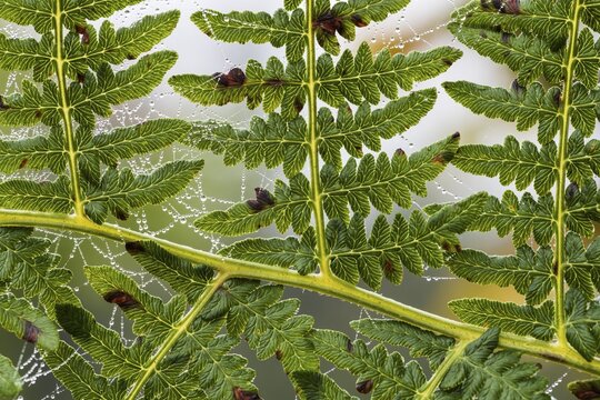 Real Fern (Polypodiopsida, Filicopsida) with spiderweb and dew drops