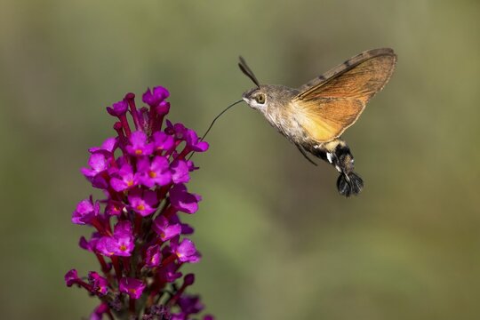 Hummingbird hawk-moth (Macroglossum stellatarum), flying, sucking nectar on flower of butterfly-bush (Buddleja davidii), Hesse, Germany