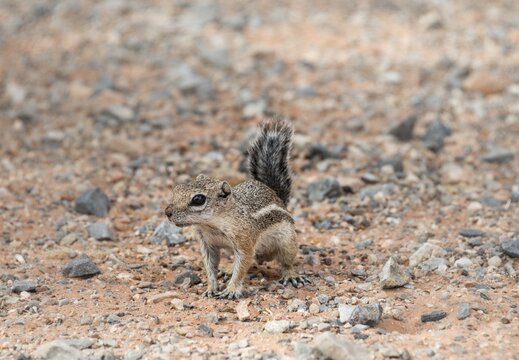 Harris's antelope squirrel (Ammospermophilus harrisii) on stony ground, Valley of Fire, Nevada, USA