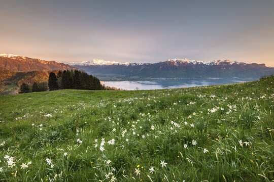 Poet's daffodils (Narcissus poeticus) in a meadow, evening mood, Lake Geneva, Montreux, Canton Vaud, Switzerland