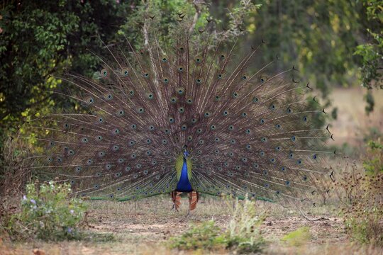 Indian peafowl or blue peafowl (Pavo cristatus), adult peacock spreading feathers, courtship display, Bundala National Park, Sri Lanka