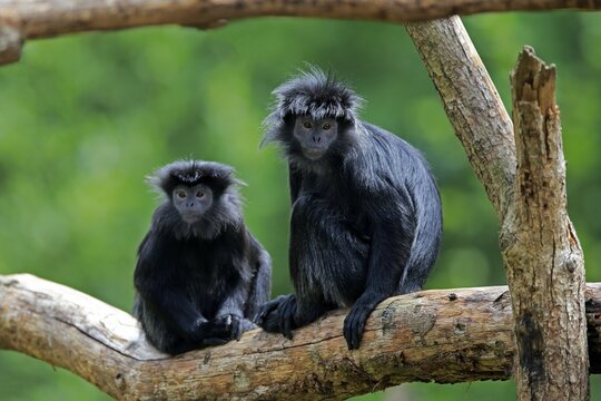 Javan lutung (Trachypithecus auratus), adult, two animals, on tree, alert, endangered species, captive, Indonesia