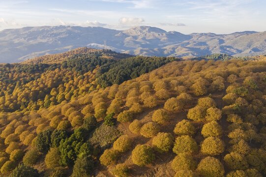 Sweet chestnut trees (Castanea sativa) in autumnal colours, aerial view, drone shot, Serran&iacute;a de Ronda, M&aacute;laga province, Andalusia, Spain