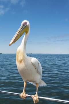 Great White Pelican (Pelecanus onocrotalus) on railing in Walvis Bay, Namibia