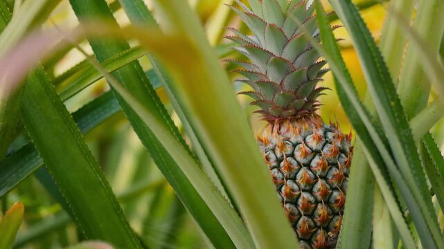 Pineapple ripening in a tropical garden, close up of fresh exotic fruit growing on plant with green leaves in natural sunlight, organic agriculture and healthy food concept, vibrant detail and natural