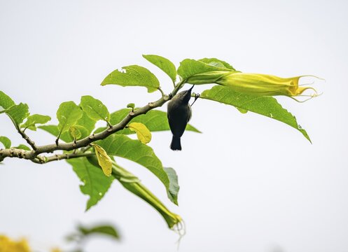 Olive-bellied Sunbird (Cinnyris chloropygius) eating nectar from a yellow flower, Mgahinga Gorilla National Park, Western Region, Uganda