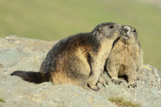Two Alpine Marmots (Marmota marmota), sniffing each other, Grossglockner, Hohe Tauern National Park, Tyrol, Austria