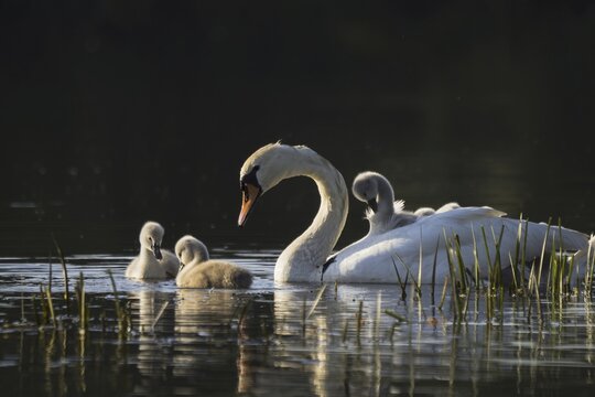 Mute swan (Cygnus olor) with young birds on the water, Hesse, Germany