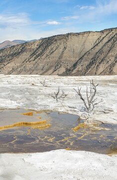 Dead trees on sinter terraces, hot springs, orange mineral deposits, Palette Springs, Upper Terraces, Mammoth Hot Springs, Yellowstone National Park, Wyoming, USA