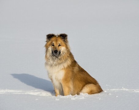 Islanddog (Canis lupus familiaris) sits in the snow, also Icelandic Spitz, Icelandic Shepherd, Iceland