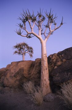 Kokerboom (Aloe dichotoma) blue hour, Namibia, Africa