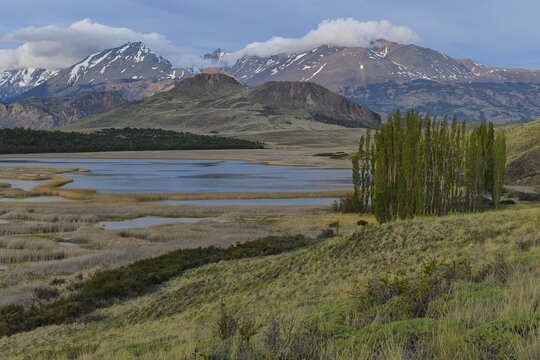 Poplar trees in front of the Andes, Patagonia National Park, Chacabuco valley near Cochrane, Aysen Region, Patagonia, Chile