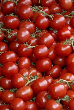 Tomatoe fruits / (Solanum lycopersicum)