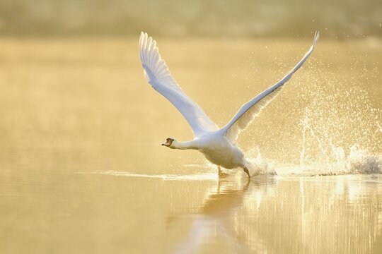 Mute Swan (Cygnus olor), taking off from the water in the morning light, Lake Zug, Switzerland