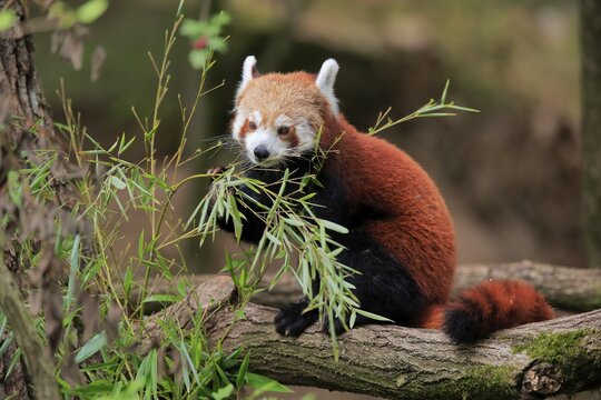 Western lesser panda, Ailurus fulgens), adult, feeding, on tree, captive, Himalaya, Central Asia