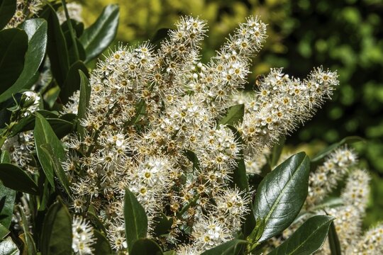 Laurel cherry (Prunus laurocerasus), cherry laurel, flowering, detail, Baden-W&uuml;rttemberg, Germany