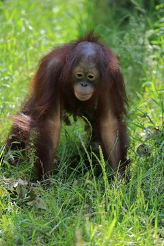 Borneo Orang Utan (Pan Paniscus), juvenile, alert, endangered species, captive, Borneo, Malaysia