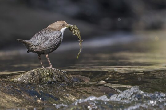 White-breasted dipper (Cinclus cinclus) standing on stone in streambed, nesting material in beak, Hesse, Germany