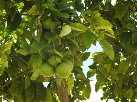 Limone