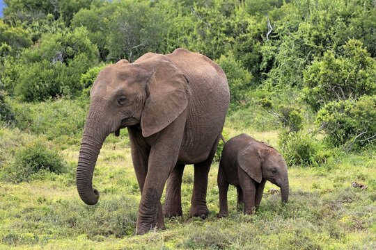 African elephant (Loxodonta africana) mother with young, Addo Elephant National Park, Eastern Cape, South Africa