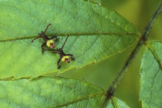 Box bug (Gonocerus acuteangulatus), Two freshly hatched larvae on rose petal