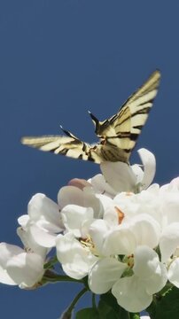 Beautiful vertical macro of a Podalirium butterfly fluttering its wings while perched on blooming white flowers in a spring garden.
