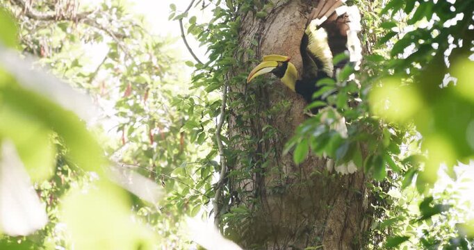 Great Hornbill feeding his chick and female in hole nest on the tree branch animal nature wildlife
