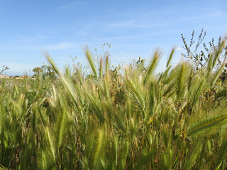 Obraz premium Paesaggio