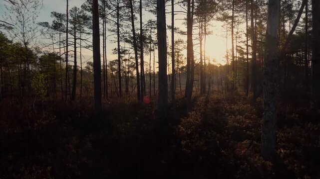 sunrise in the swamp