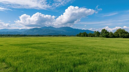 Obraz premium Vast expanse of yellowing cereal stalks in a fertile valley under a soft morning light.