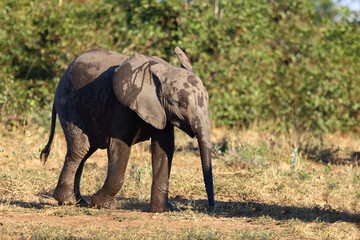 Fototapeta premium Afrikanischer Elefant / African elephant / Loxodonta africana