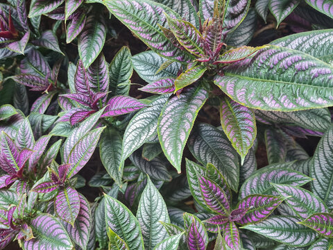 Strobilanthes Dyeriana plant, up close. Also known as Persian Shield, it is an evergreen tropical plant in the Acanthaceae family. Known for its bright, shimmering leaves of purple, silver, and green.