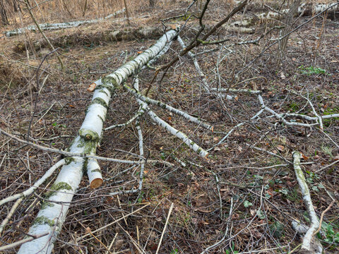 Pieces of trunks and branches of fallen birches in forest