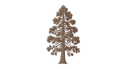 Isolated Sequoia Tree on White Background © Anggrek