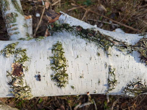 Section of fallen dry birch trunk in forest, top view